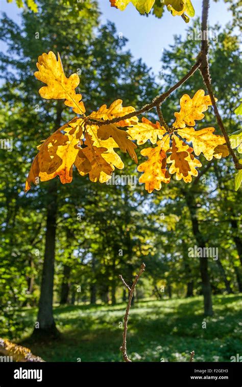 Golden Oak Leaves Stock Photo Alamy