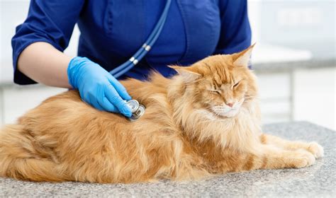 7 Causes Of Cancer In Cats