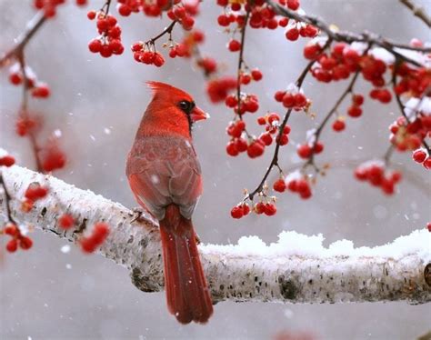 25 Simply Stunning Cardinal Bird Pictures Birds And Blooms