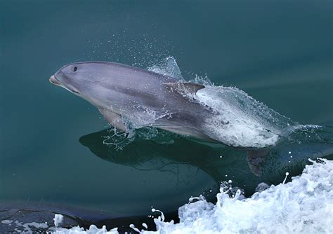 Dolphin Jumping Out Of The Water Image Free Stock Photo Public