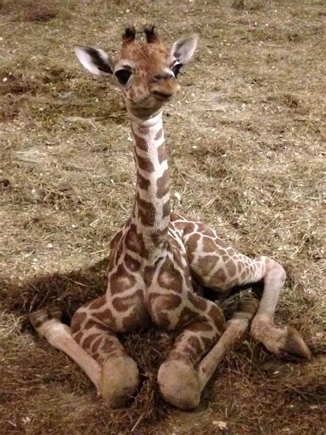 Cute Baby Giraffe Raww