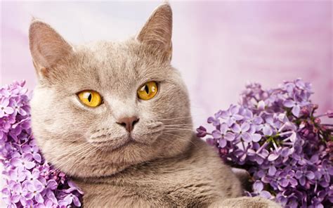 Download Wallpapers 4k British Shorthair Cat Lilac Cats Domestic