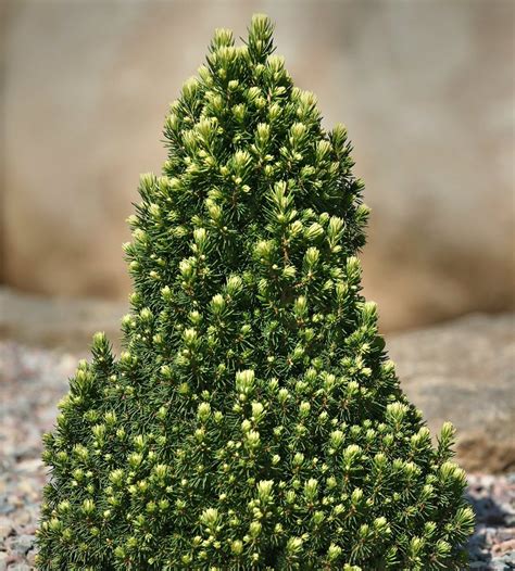 Picea Glauca Pixie Dust Miniature Alberta Spruce Kigi Nursery