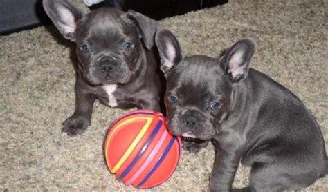 We made the phone call and we're quickly calmed by how responsive. AKC french bulldog puppies for Sale in Catalpa, Virginia ...
