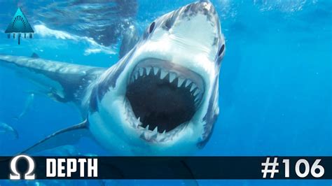 Preview and stats followed by live commentary, video highlights and match report. BULL SHARK & GREAT WHITE FRENZY! | Depth Divers vs Sharks ...