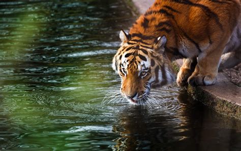 Tiger Drinking Water At The River Animals Tiger Wallpaper Tiger Pic