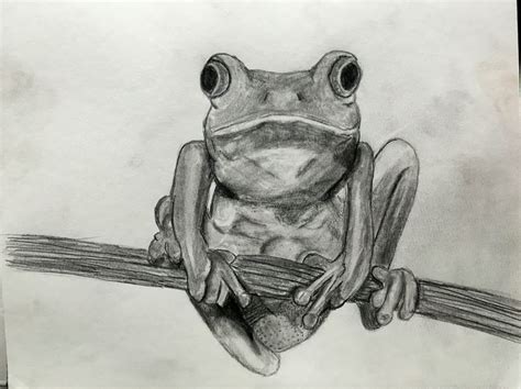 Frog Sketch Animal Drawings Frog Sketch Art