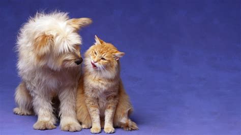 Romantic Cat And Dog Love Animal Hd Wallpapers 1080p Natural Wallpapers Latest Fashion