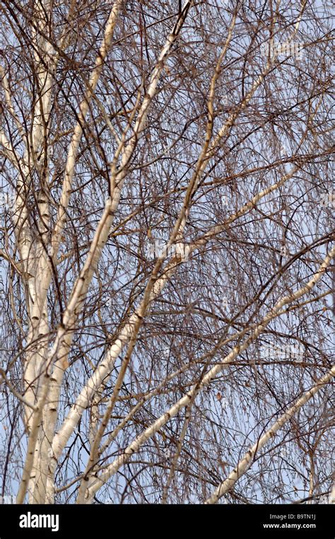 Birch Tree In The Winter Stock Photo Alamy