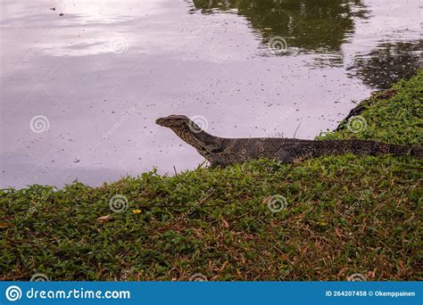 Asian Water Monitor Lizard On Grass Next To A Lake In Lumphini Park