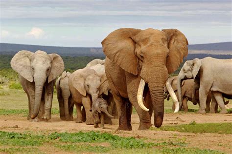 The Top 5 Places To See Elephants In Africa