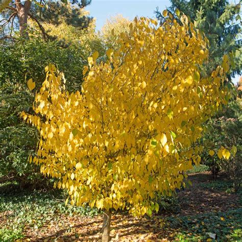 Best 15 Woody Shrubs For Fall Color Make Your Autumn Landscape Pop