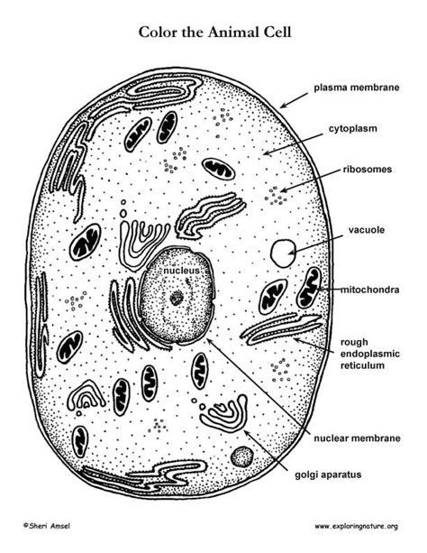 Animal Cell Coloring Page Coloring Home