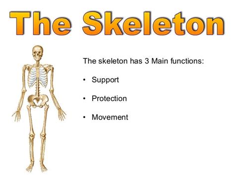 What Are The Four Primary Functions Of The Axial Skeleton