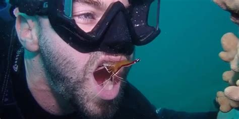 Diver Lets Shrimp Clean His Teeth Borninspace