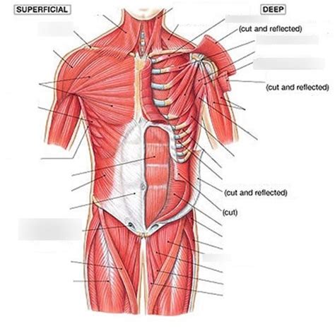 Chest And Abdominal Muscles For Lab Practical Diagram Quizlet