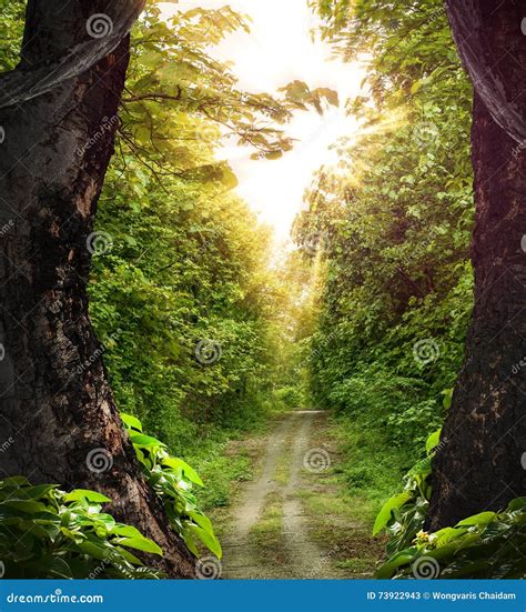 Road Through The Woods Stock Image Image Of Street Road 73922943