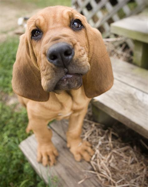 Filebloodhound Puppy Wikimedia Commons