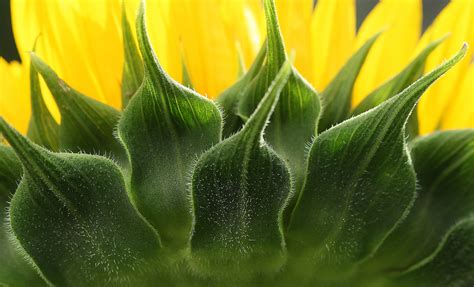 Here you can explore hq plant cell transparent illustrations, icons and clipart with filter setting like size, type, color etc. Study yields insights into how plant cells grow - Purdue ...