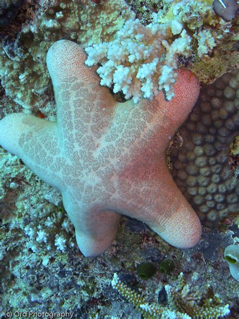 Starfish Indian Ocean 3 Ord Photography Flickr