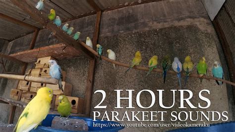 2 Hour Parakeet Chirping Budgies Sounds July 15 2019 Youtube