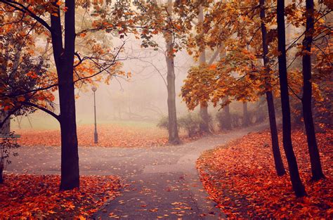 Autumn Park Road Trees Fog Landscape Wallpaper 4928x3264 501967