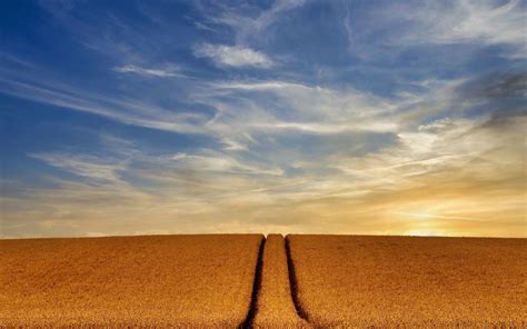 Download Wallpapers Wheat Field Evening Sunset Field Road Wheat