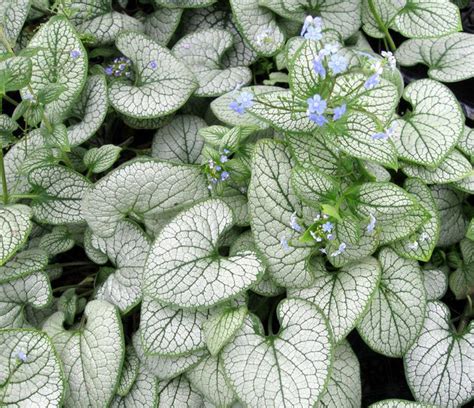 Brunnera Silver Heart Is Similar To Jack Frost But Has Much More