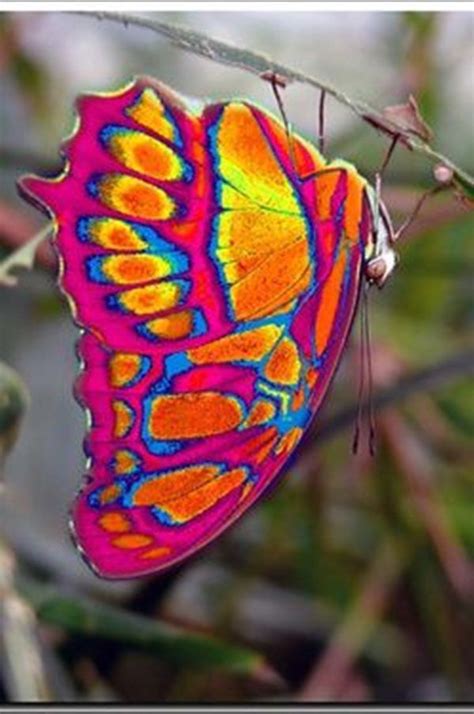 Beautiful Insects