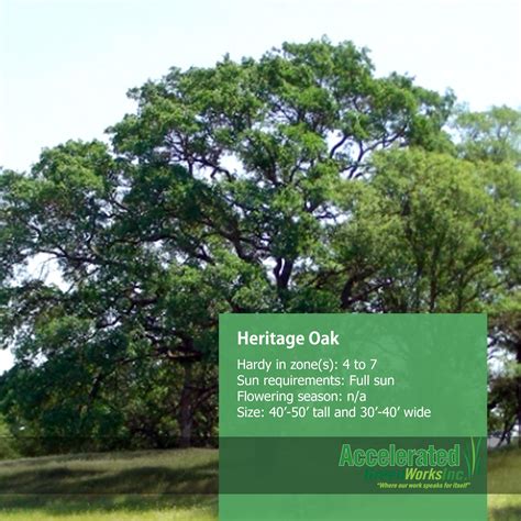 Heritage Oak Landscape Heritage Hardy