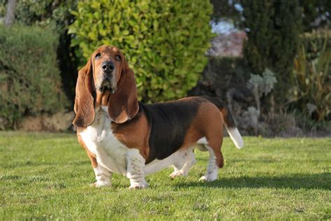 Basset Hound Colors A Dog Lovers Guide To Coat Colors