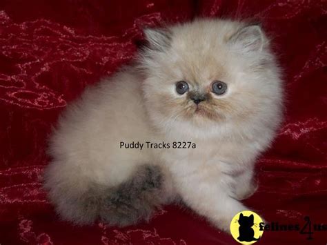 Himalayan Kitten For Sale Beautiful Tortie Lynx Point Exotic Longhair