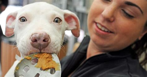 Why Dogs Love Peanut Butter So Much The Dodo