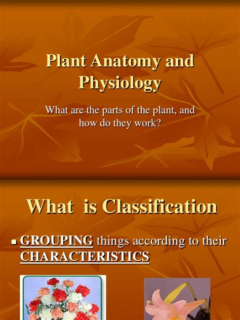 Plant Anatomy And Physiology What Are The Parts Of The Plant And How