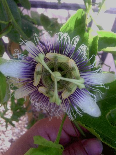 Check spelling or type a new query. Phoenix Arizona Gardening-Purple Passion Vine | Arizona ...