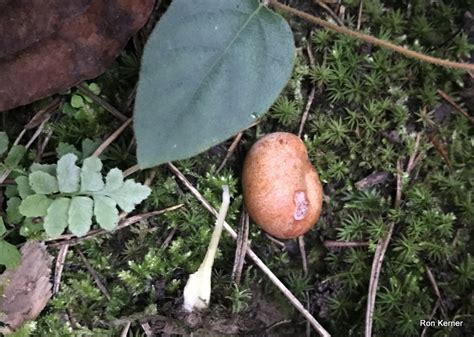 Zelleromyces Cinnabarinus At Indiana Mushrooms