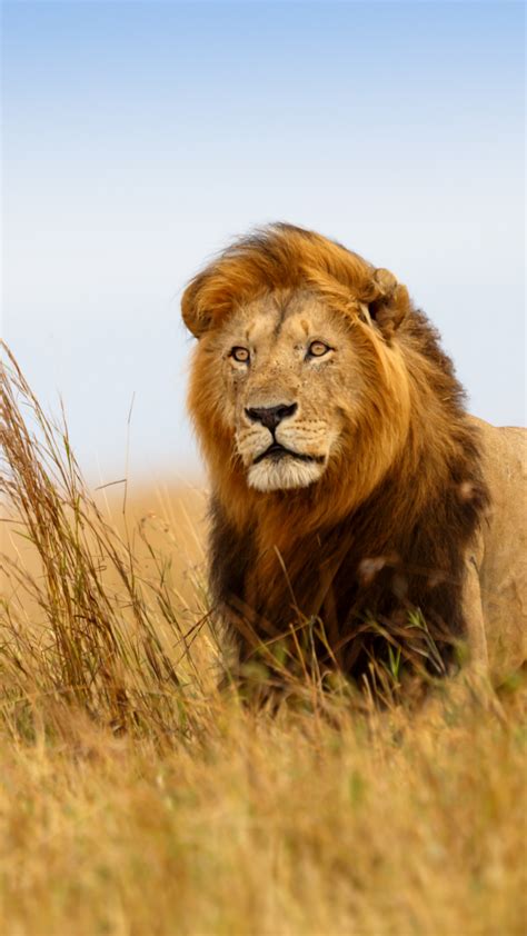Wallpaper Lion Savanna 5k Animals 14876
