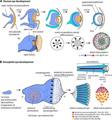 Comparative Overview Of Human And Drosophila Eye Development Eye