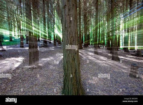 Sintra Magical Forest Portugal Stock Photo Alamy
