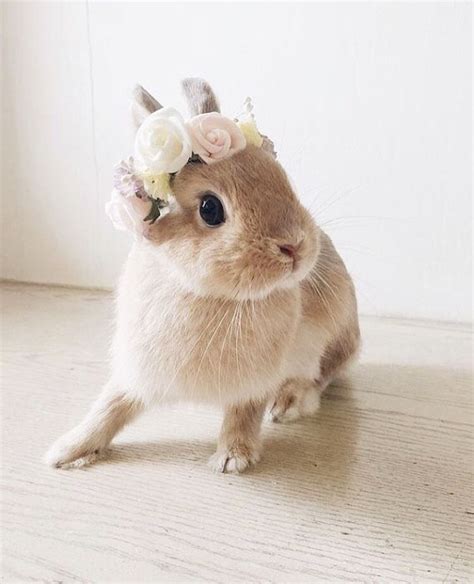 Bunny With Flower Crown Cute Baby Animals Animals Beautiful Baby