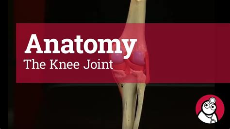 Modified hinge or condyloid joint. Anatomy: The Knee Joint - YouTube
