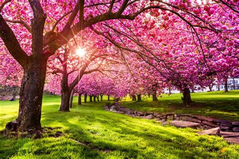 Interesting Facts About Cherry Blossoms You Didn T Know In
