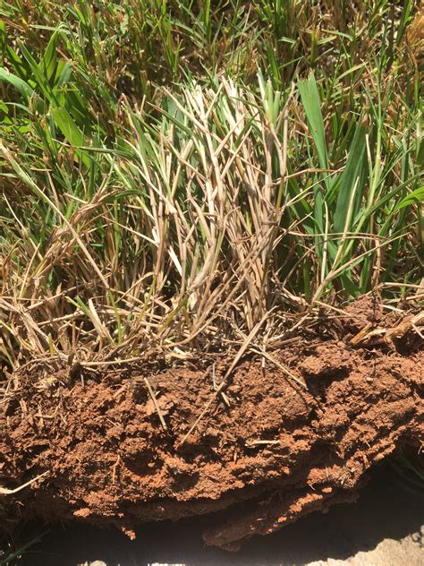 Using a vertical mower is the best way to dethatch. Do I Need To Dethatch? | Walter Reeves: The Georgia Gardener
