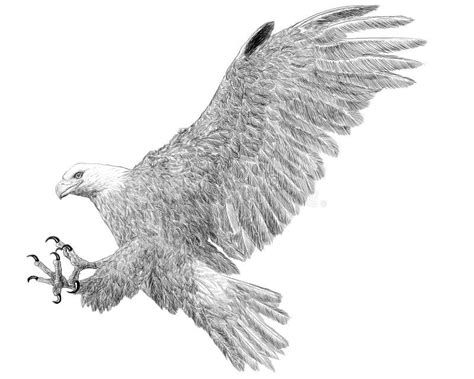 Bald Eagle Landing Attack Hand Draw Sketch Black Line On White
