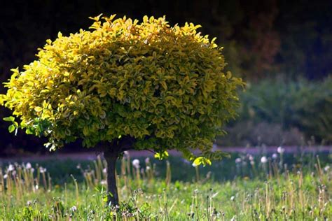 One of the best trees for a small space has to be a japanese maple, karam says. The Best Dwarf Trees for Landscaping Small Yards | Better Landscaping