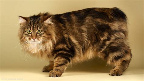 Brown Cat Breeds Long Hair Pets Lovers