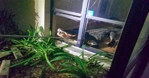A Large Alligator Broke Into A Florida Womans Home And Tore Through
