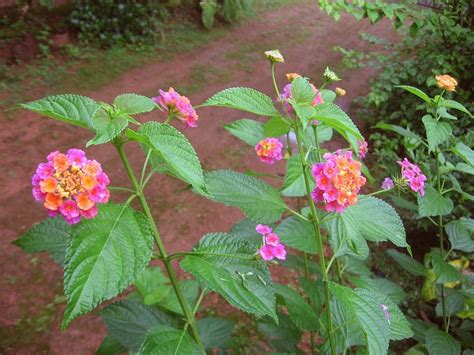 Facts About The Lantana Flower Dengarden