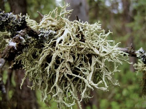 Time To Vote For Canadas National Lichen — The Spectacular Organisms