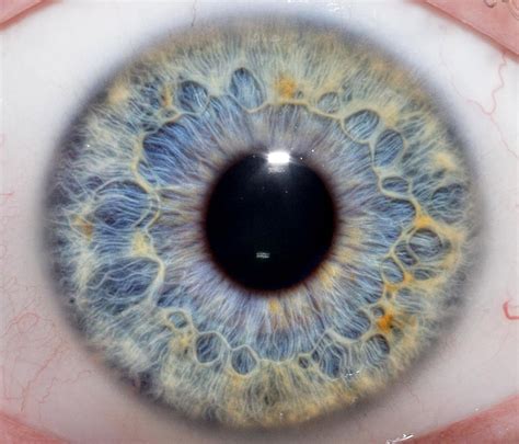 Zentangle Patterns Человеческий глаз Искусство глаза Глаза